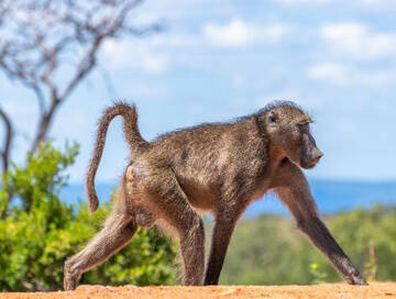 Baboon