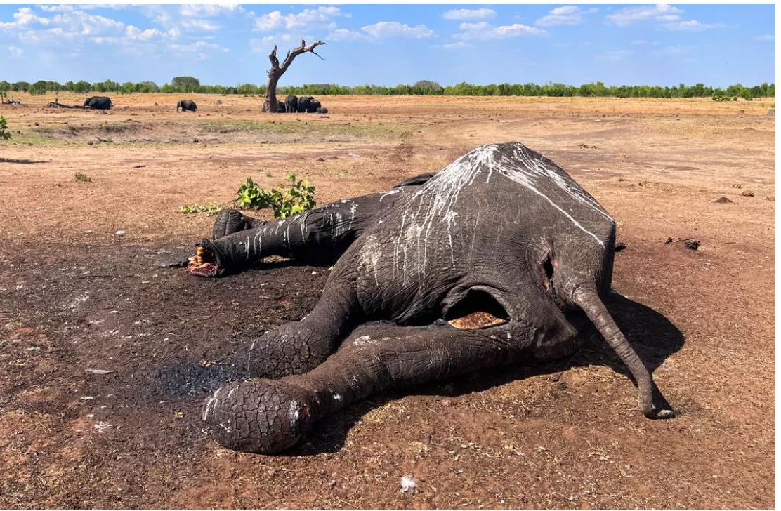 Dead Elephant