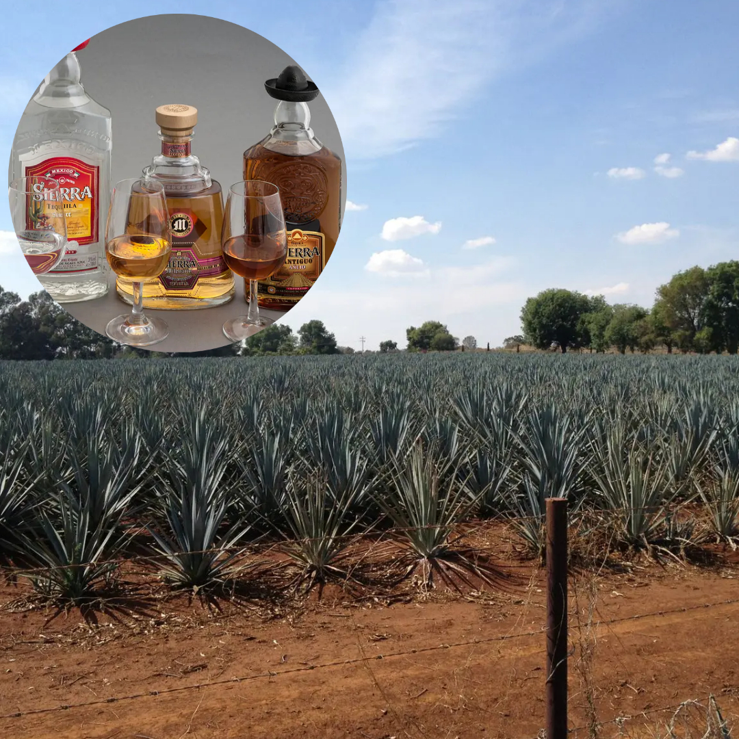 How Tequila is made