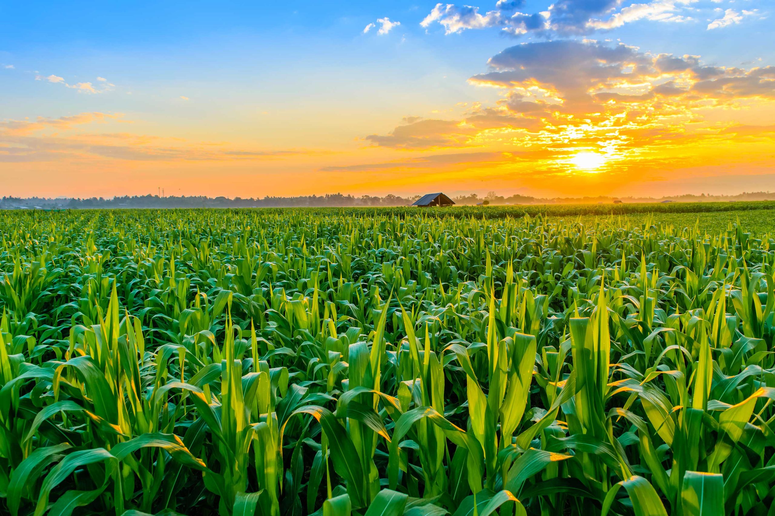 Maize field