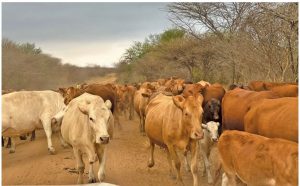 Tuli Breed in Zimbabwe