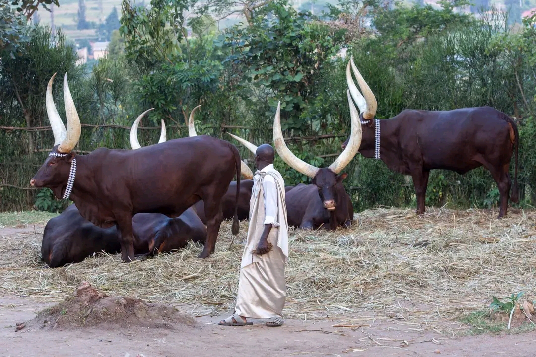 Ankole