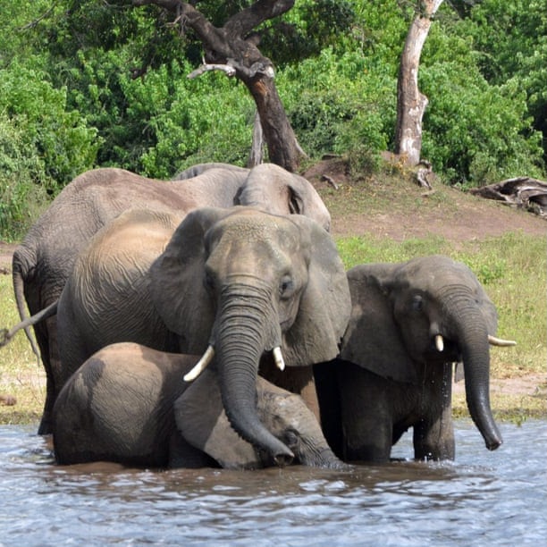 Elephants