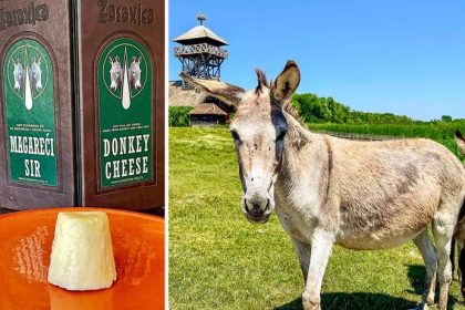 Donkey cheese