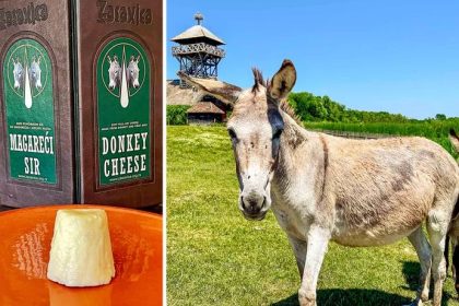 Donkey cheese