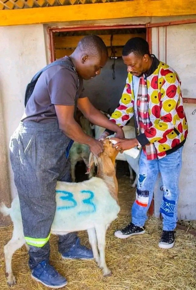 Maskiri Goat Farming