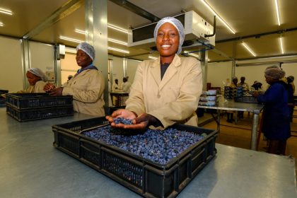 Zimbabwe Blueberries