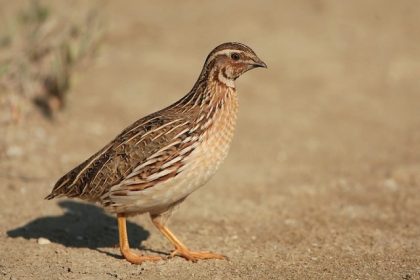 quail bird