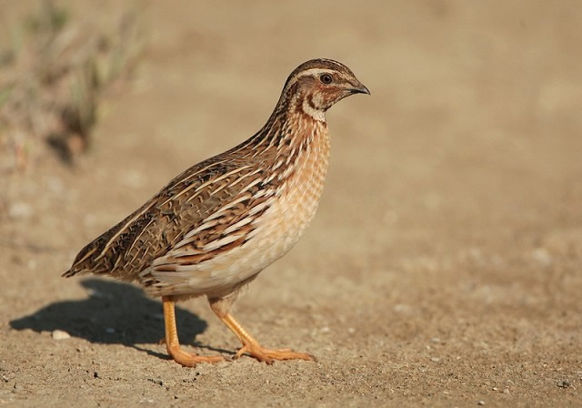 quail bird